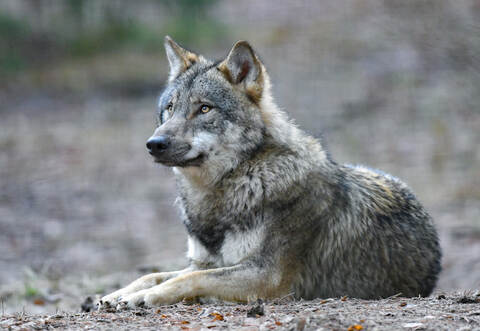 Ob der Wolf und das Schaf überhaupt nebeneinander existieren können, wurde am Samstagabend in Bad Wildbad diskutiert.