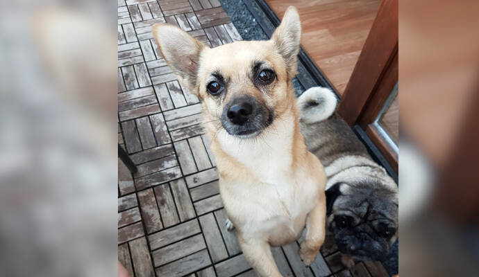 Wer hat Nala gesehen? Die kleine Hündin ist am Samstag in Heimsheim entlaufen und wird nun verzweifelt gesucht.