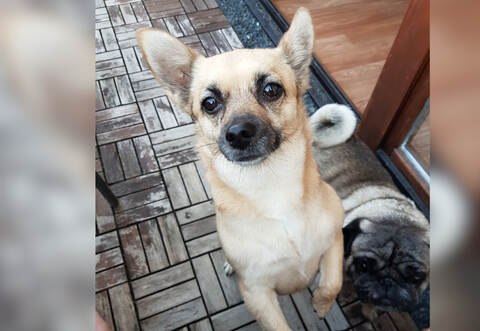 Wer hat Nala gesehen? Die kleine Hündin ist am Samstag in Heimsheim entlaufen und wird nun verzweifelt gesucht.