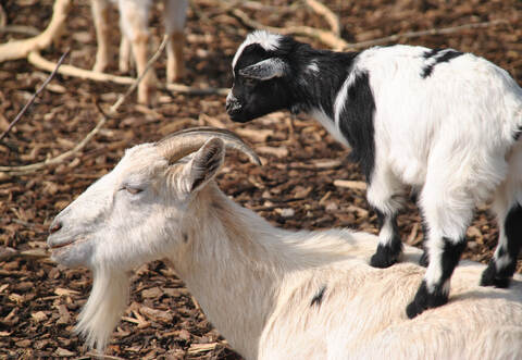 Auch das ist der Lenz: Der tierische Nachwuchs tobt in der Frühlingssonne herum.