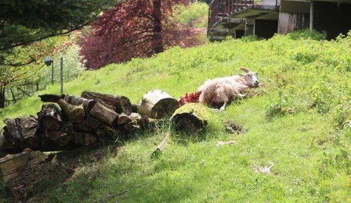 Der Tatort: Direkt am Sommerberghotel wird am Dienstag dieses Schaf tot aufgefunden. Der Tatort: Direkt am Sommerberghotel wird am Dienstag dieses Schaf tot aufgefunden.