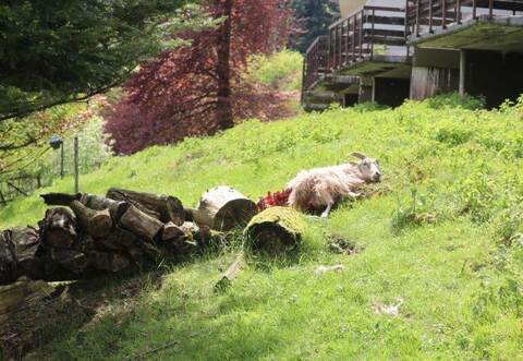 Der Tatort: Direkt am Sommerberghotel wird am Dienstag dieses Schaf tot aufgefunden.