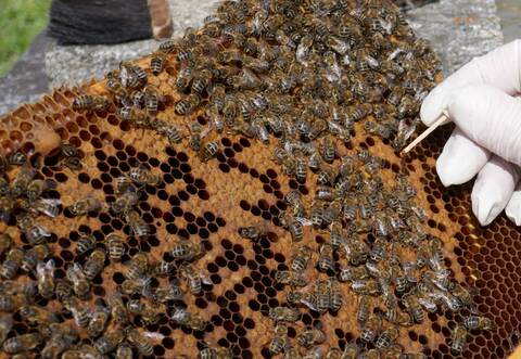 Die Amerikanische Faulbrut wird durch die Streichholzprobe in der Gemarkung Iptingen untersucht. Die entgültige Bestätigung erfolgt im Labor.