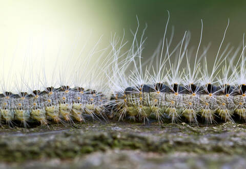 Die Feuerwehr fand beim Absuchen des Schulgeländes die haarigen Raupen.