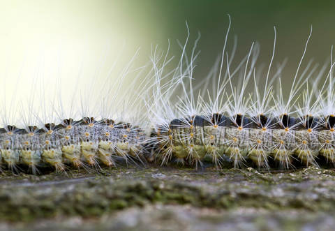 Die Feuerwehr fand beim Absuchen des Schulgeländes die haarigen Raupen.
