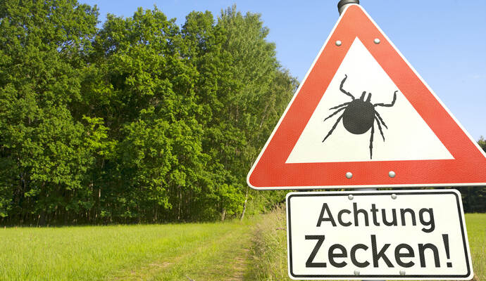 Häufig passiert die Infektion im eigenen Garten oder bei Spaziergängen in der Natur. Die Zecke klettert beispielsweise auf einen Grashalm oder ein Gebüsch. Kommt ein Tier oder ein Mensch vorbei, wird sie bei Kontakt abgestreift und hält sich fest. Häufig passiert die Infektion im eigenen Garten oder bei Spaziergängen in der Natur. Die Zecke klettert beispielsweise auf einen Grashalm oder ein Gebüsch. Kommt ein Tier oder ein Mensch vorbei, wird sie bei Kontakt abgestreift und hält sich fest.