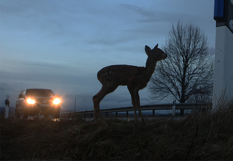 Der 19-Jährige ist einem Reh ausgewichen, wodurch es zu dem Unfall kam.