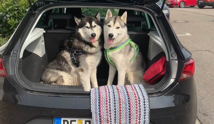 Die Huskys Chiko (links) und Archie (rechts) auf dem Weg zur wöchentlichen Radtour an der Enz entlang zum Gasthaus Grösseltal mit ihrer Besitzerin Isabel Morlock aus Pforzheim.