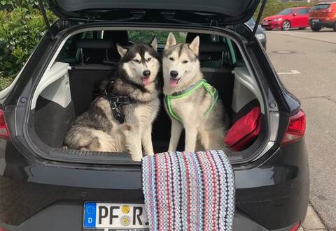 Die Huskys Chiko (links) und Archie (rechts) auf dem Weg zur wöchentlichen Radtour an der Enz entlang zum Gasthaus Grösseltal mit ihrer Besitzerin Isabel Morlock aus Pforzheim.
