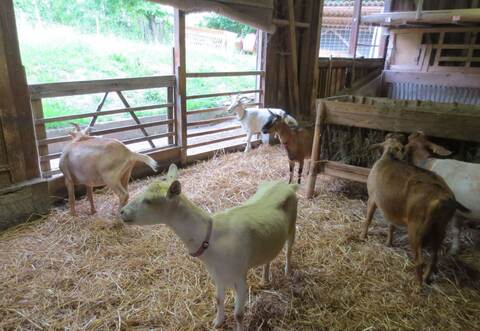 Die sechs Ziegen fanden vorübergehend in einer Scheune beim Johanneshaus Asyl.