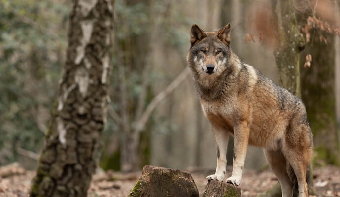 Der Wolf beschäftigt die Menschen in und um Bad Wildbad nach wie vor. Zwar ist schon einge Zeit vergangen seit der letzten Sichtung oder dem letzten Riss, dennoch formieren sich Interessensgruppen auf beiden Sieten.