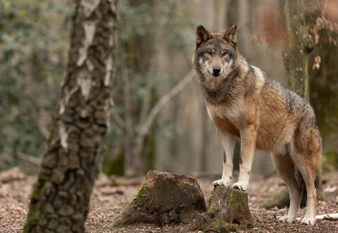 Der Wolf beschäftigt die Menschen in und um Bad Wildbad nach wie vor. Zwar ist schon einge Zeit vergangen seit der letzten Sichtung oder dem letzten Riss, dennoch formieren sich Interessensgruppen auf beiden Sieten.