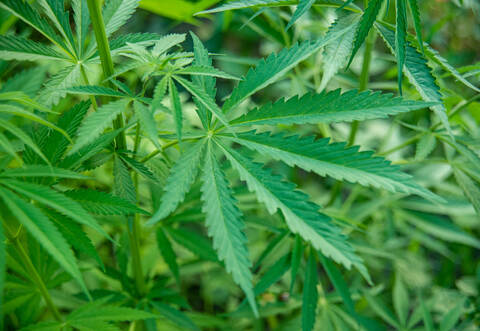 Kein Pardon für die Angeklagten vonseiten der Staatsanwaltschaft, trotz deren Schuldeingeständnis.