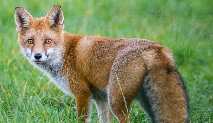 Ein Fuchs wurde von der Fahrbahn gerettet, durch einen ungeduldigen Fahrer kam es während der Rettungsaktion jedoch zu einem Frontalzusammenstoß.