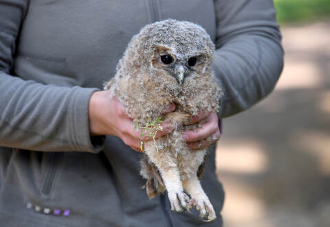 Der Waldkauz überlebte den Zusammenprall, jedoch verletzte er sich an einem Flügel.