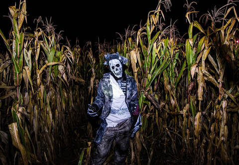 Im Maislabyrinth geht es von Donnerstag bis Samstag gruselig zu.