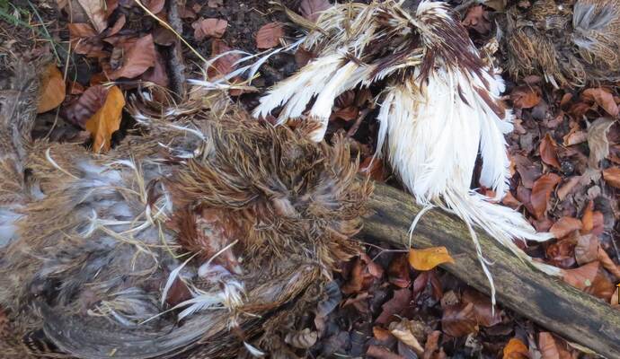Kein Kavaliersdelikt: Illegal entsorgte tote Hühner im Wald bei Arnbach.
