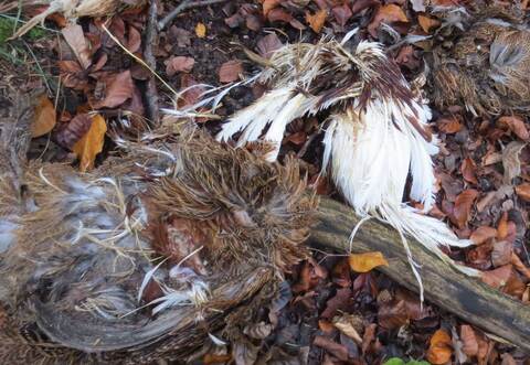 Kein Kavaliersdelikt: Illegal entsorgte tote Hühner im Wald bei Arnbach.