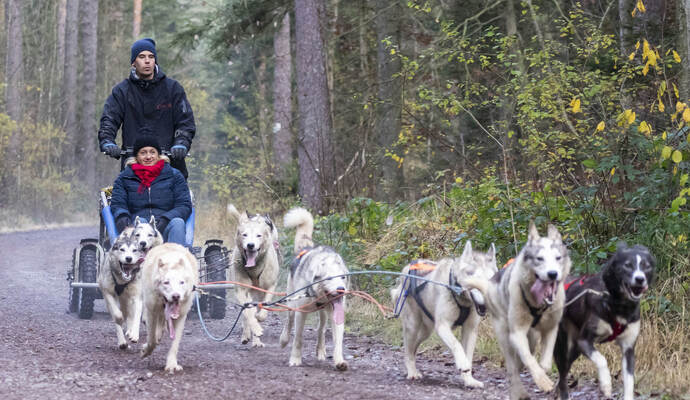 Hier trainiert ein absoluter Profi mit seinen Hunden: der Calmbacher Musher Philipp Bott. Hier trainiert ein absoluter Profi mit seinen Hunden: der Calmbacher Musher Philipp Bott.