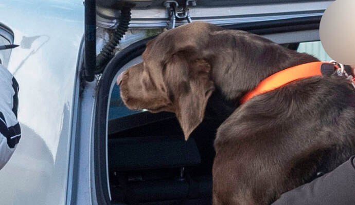 Mila wird ins Auto gebracht.