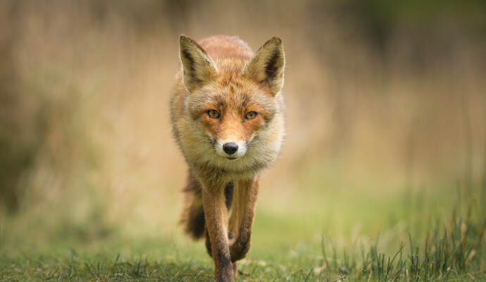 Der Fuchs legte ein komisches Verhalten an den Tag.