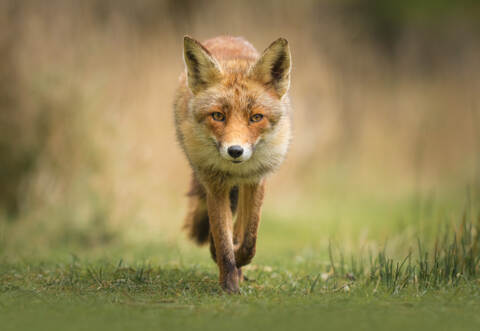 Der Fuchs legte ein komisches Verhalten an den Tag.