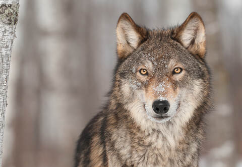 In Bad Wildbad sind sieben Schafe gerissen worden. War es erneut der Wolf?