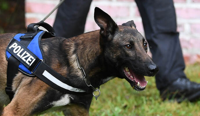 Ein belgischer Schäferhund griff in Mühlacker eine Frau ein. Die Hundehalterin ist Beamtin einer Polizeihundeführerstaffel.