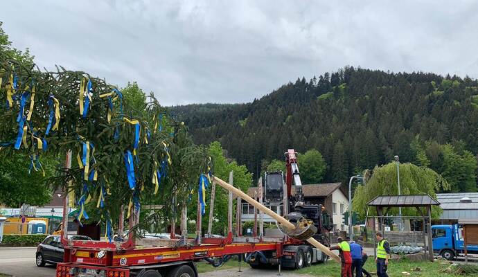 Am Dienstag wurde kurzerhand ein neuer Maibaum in Calmbach aufgestellt.