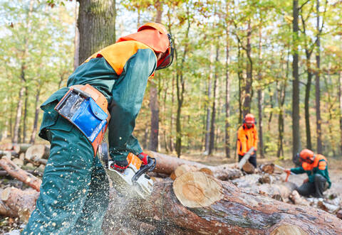 Auf einigen Kreis- und Landstraßen im Enzkreis müssen Bäume gefällt werden.