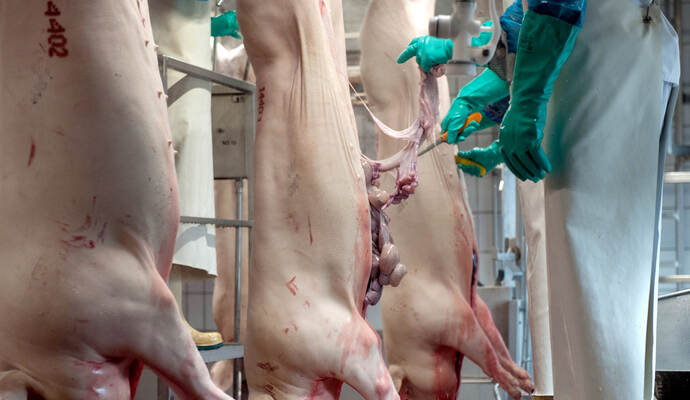 Schweine laufen nach der Tötung durch die Stationen im Zerlegebereich eines Schlachthofes. Nach dem Corona-Ausbruch unter den Beschäftigten einer fleischverarbeitenden Firma in Coesfeld sollen die Mitarbeiter aller Schlachtbetriebe in Nordrhein-Westfalen auf das Virus getestet werden. Das teilte Regierungssprecher Wiermer am Freitag mit.
