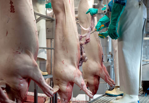 Schweine laufen nach der Tötung durch die Stationen im Zerlegebereich eines Schlachthofes. Nach dem Corona-Ausbruch unter den Beschäftigten einer fleischverarbeitenden Firma in Coesfeld sollen die Mitarbeiter aller Schlachtbetriebe in Nordrhein-Westfalen auf das Virus getestet werden. Das teilte Regierungssprecher Wiermer am Freitag mit.