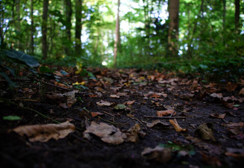 Die Polizei hat das Auto in einem Waldstück in Calw entdeckt.