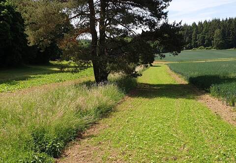 Die neuen Gewässer-Randstreifen dienen Insekten und Vögeln als Schutz- und Nistraum und schützen gleichzeitig die Gräben vor Stoffeinträgen der angrenzenden Ackerflächen.