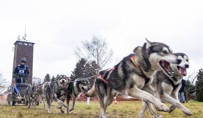 Das geplante Schlittenhunderennen in Dobel war wegen des Vorfalls abgesagt worden. Das geplante Schlittenhunderennen in Dobel war wegen des Vorfalls abgesagt worden.