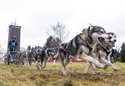 Das geplante Schlittenhunderennen in Dobel war wegen des Vorfalls abgesagt worden.