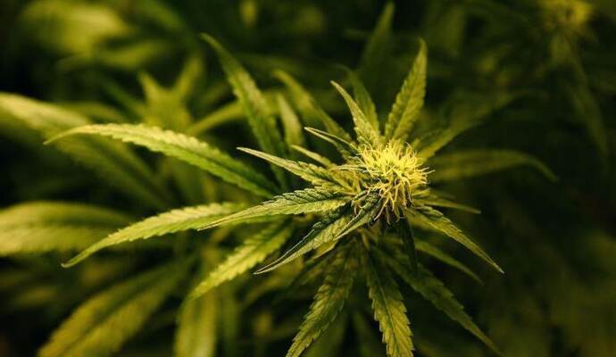 Ein 26-jähriger Deutscher aus Dobel hatte nicht nur Linienbusse und Lkw beschossen, er hatte auch noch eine Cannabis-Indoorplantage betrieben. Schusswaffen und Cannabispflanzen hat die Polizei beschlagnahmt. Symbolbild: dpa Ein 26-jähriger Deutscher aus Dobel hatte nicht nur Linienbusse und Lkw beschossen, er hatte auch noch eine Cannabis-Indoorplantage betrieben. Schusswaffen und Cannabispflanzen hat die Polizei beschlagnahmt. Symbolbild: dpa