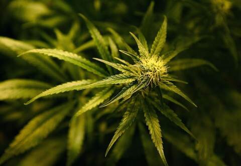 Ein 26-jähriger Deutscher aus Dobel hatte nicht nur Linienbusse und Lkw beschossen, er hatte auch noch eine Cannabis-Indoorplantage betrieben. Schusswaffen und Cannabispflanzen hat die Polizei beschlagnahmt. Symbolbild: dpa