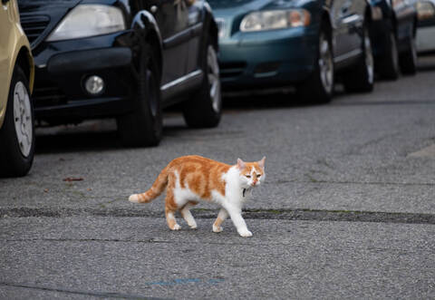 Eine über die Straße laufende Katze hat am Dienstag einen Unfall in Niefern-Öschelbronn verursacht.