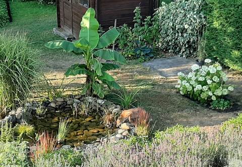 Ob es der Trockenheit der vergangenen Wochen geschuldet ist, dass sich der kleine Fuchs nassforsch in bewohnte Gebiete wagt, kann nur vermutet werden. Vielleicht spricht sich die Wasserstelle in Königsbach bei den anderen Tieren herum.