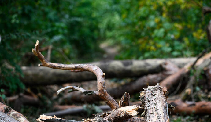 Gesperrter Waldweg