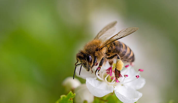 Anfang Mai war die Bienenseuche in einem Bienenstand auf Gemarkung Kleinvillars festgestellt worden.