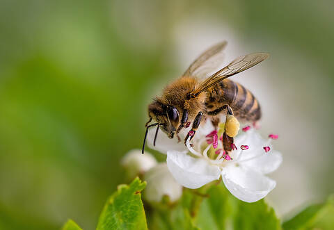 Anfang Mai war die Bienenseuche in einem Bienenstand auf Gemarkung Kleinvillars festgestellt worden.
