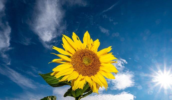 Trotz vieler Sonnenstunden und wenig Niederschlag konnte der Sommer in der Region nicht mit den Vorjahren mithalten. Foto: picture alliance/Armin Weigel/dpa Trotz vieler Sonnenstunden und wenig Niederschlag konnte der Sommer in der Region nicht mit den Vorjahren mithalten. Foto: picture alliance/Armin Weigel/dpa