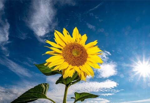 Trotz vieler Sonnenstunden und wenig Niederschlag konnte der Sommer in der Region nicht mit den Vorjahren mithalten. Foto: picture alliance/Armin Weigel/dpa