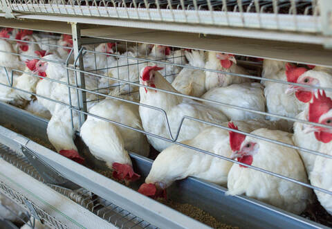 Tiertransporter_Hühner_Symbolbild