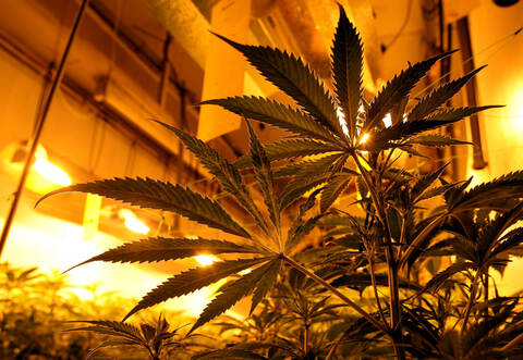 Die Polizei hat in Mühlacker-Lomersheim zwei Aufzuchtanlagen mit illegalen Hanfpflanzen entdeckt.