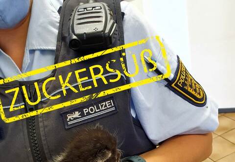 Eine Polizeibeamtin kümmert sich derzeit um die Kätzchen.