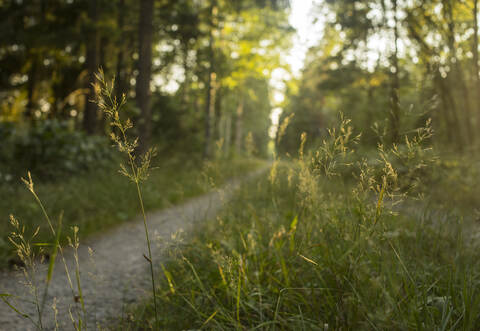 Ein Passant hat am Freitagnachmittag im Wald bei Schellbronn eine Gewehrgranate gefunden und die Polizei verständigt.