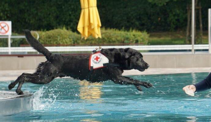 Die DRK-Rettungshundestaffel hat vor kurzem ein außergewöhnliches Training im Remchinger Freibad absolviert.